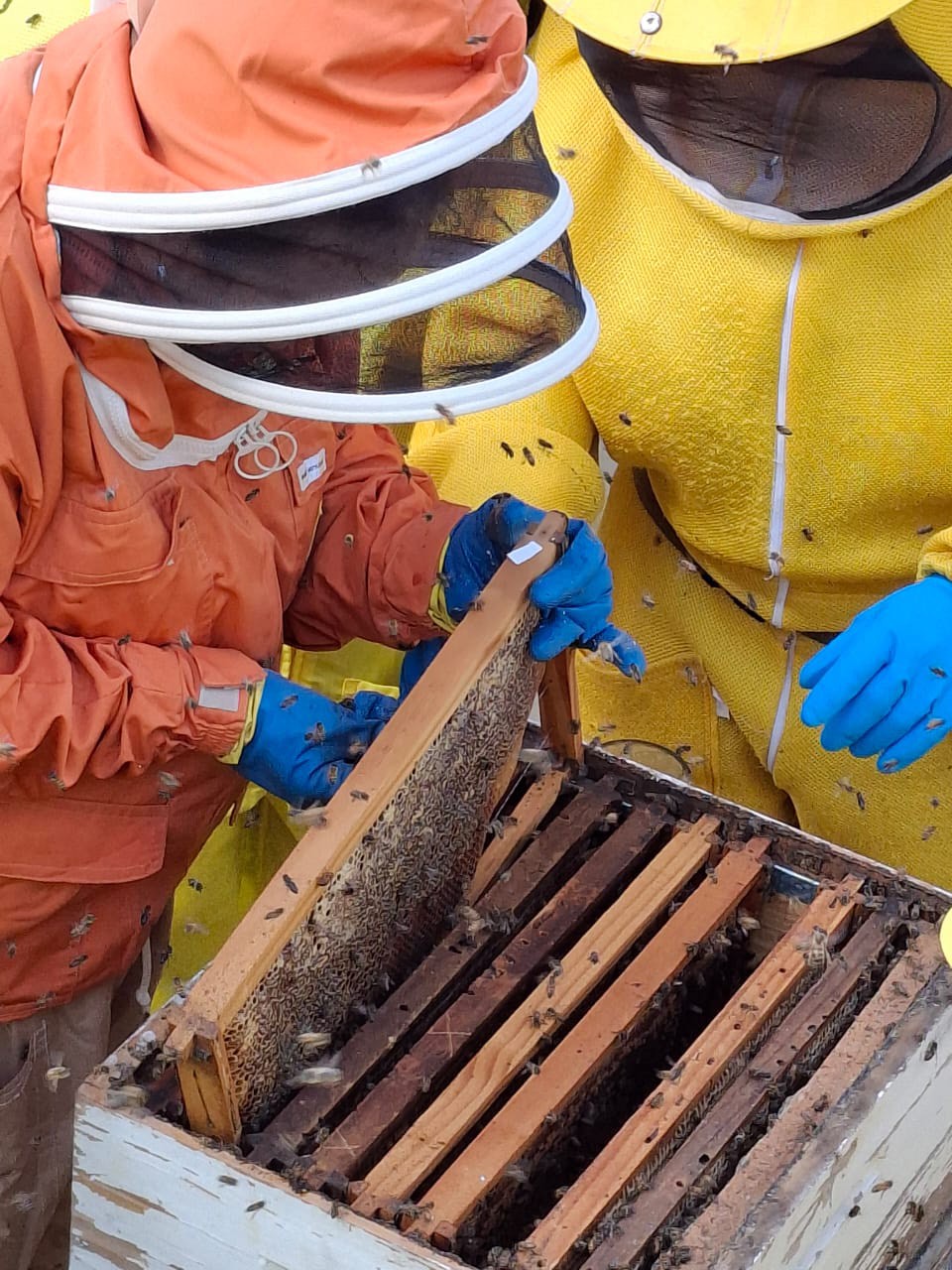 綠蜂膠養殖環境