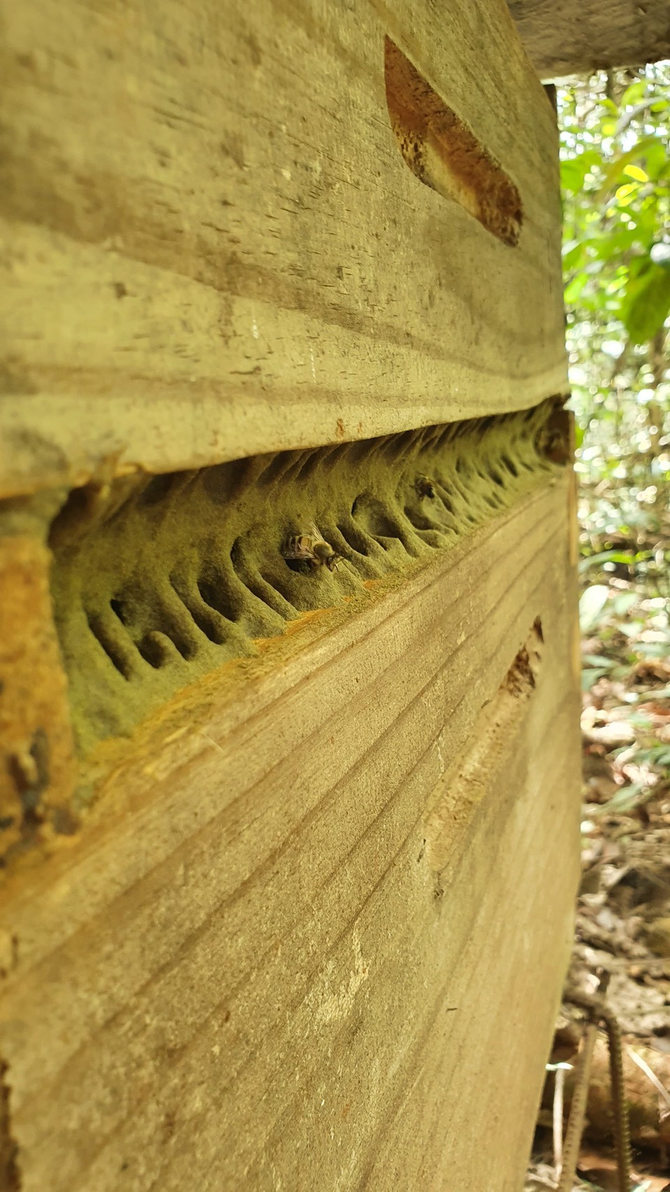 綠蜂膠養殖環境