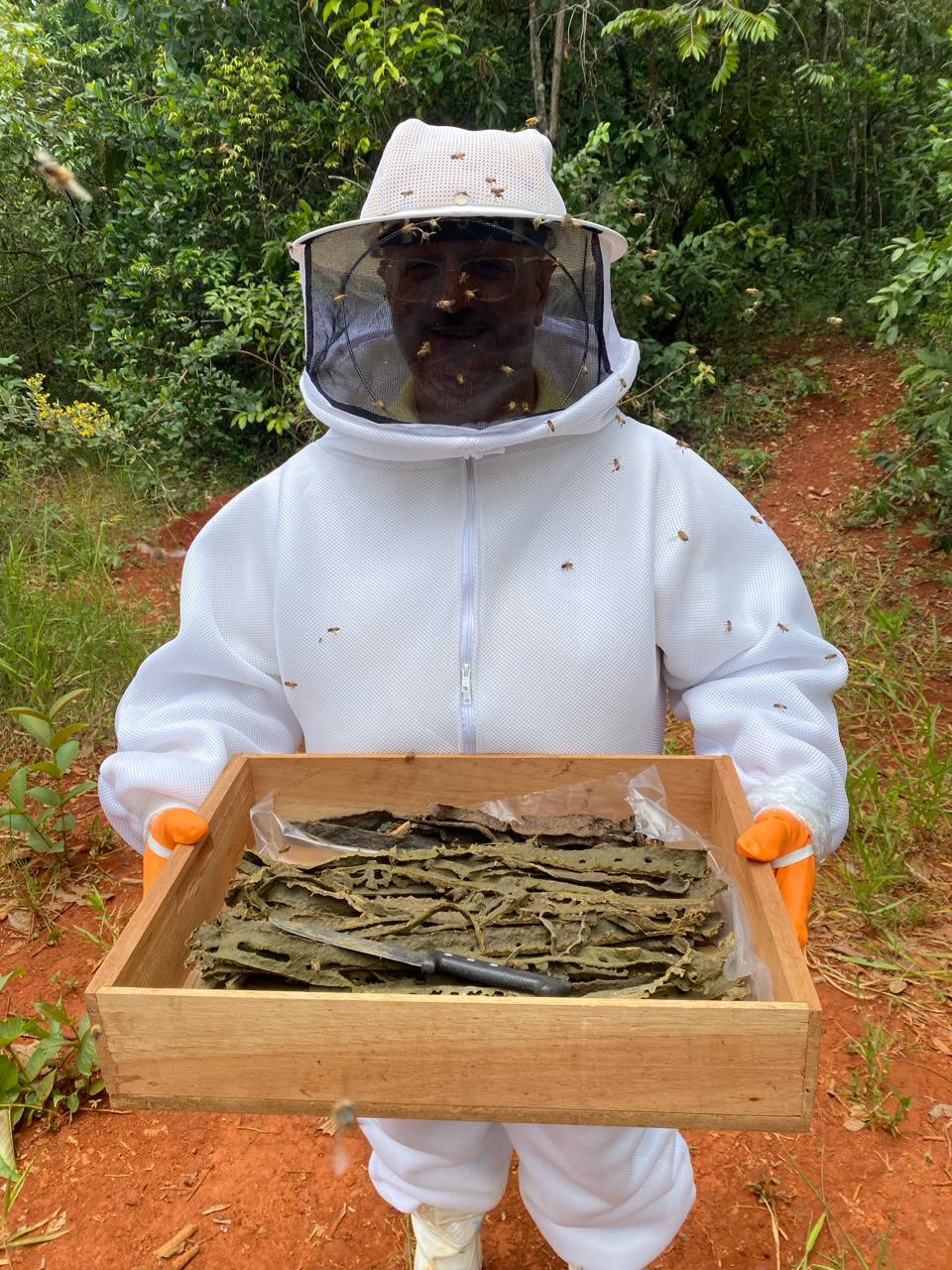 綠蜂膠養殖環境