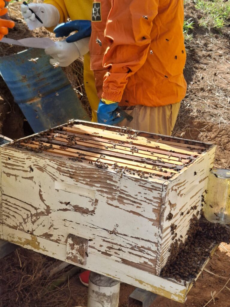 綠蜂膠養殖環境