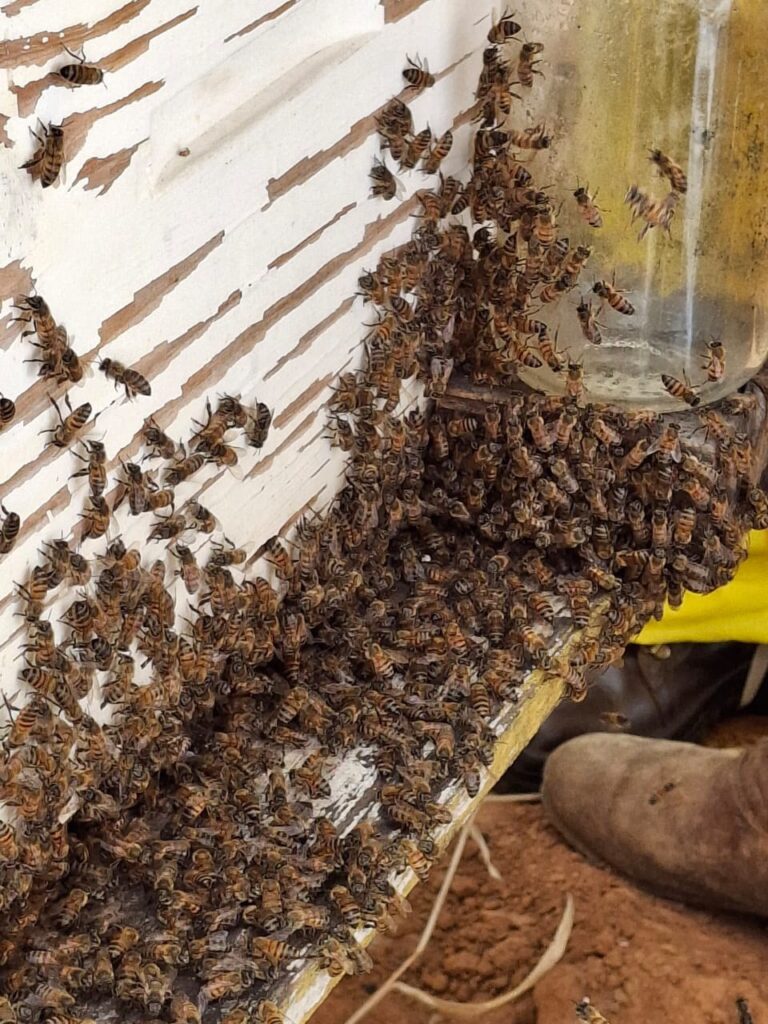 綠蜂膠養殖環境