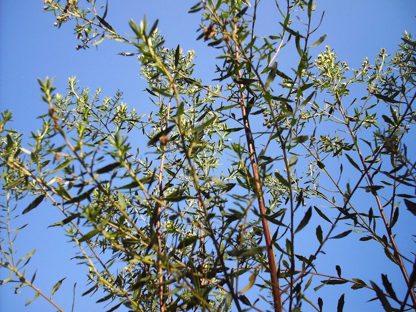 巴西特有植物 Baccharis dracunculifolia 酒神菊 綠蜂膠蜜源植物